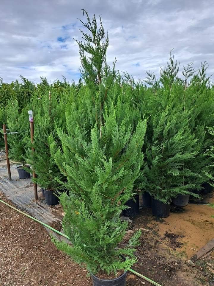 Vând tuia leylandii,gazon
