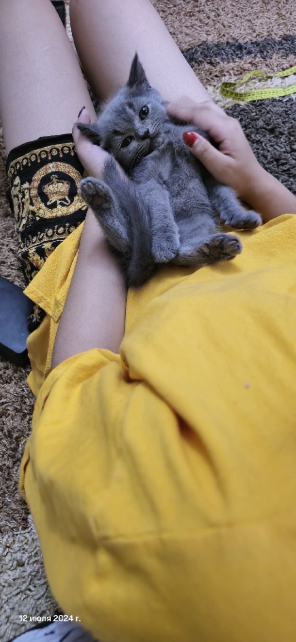 Скотиш фолд котята