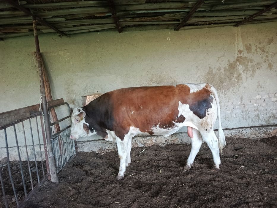 Mol.                                  Soglom.   Molga uchip yuripti