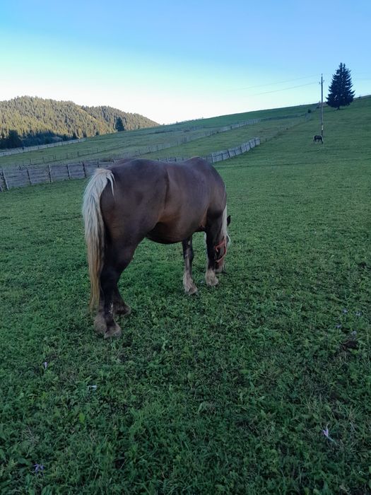 Vand iapa ciocolatie schimb cu vaci