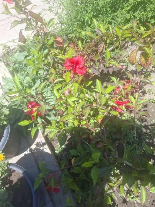Продаю гибискус комнатный