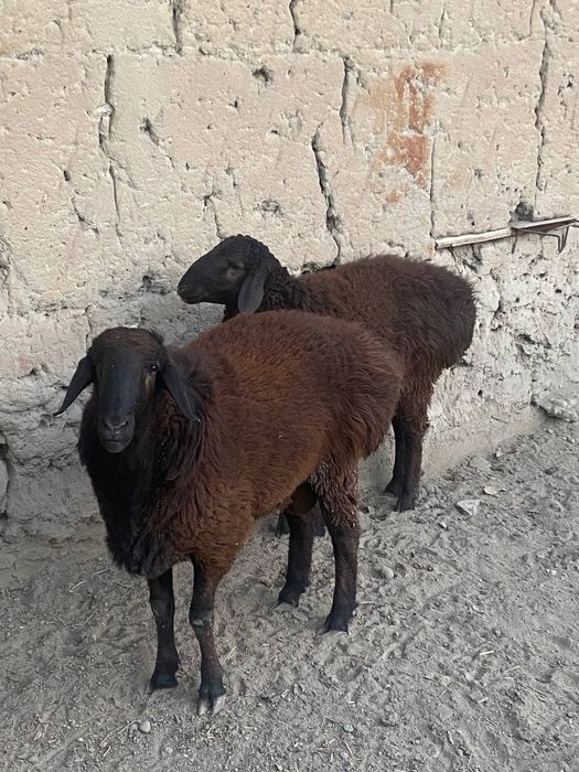 2ta qo'chqor sotiladi donasi