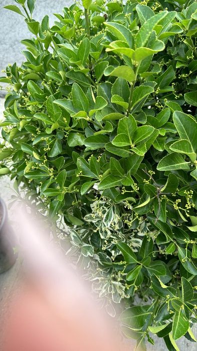 Tuia leylandii super oferta gazon rulou sport rustic