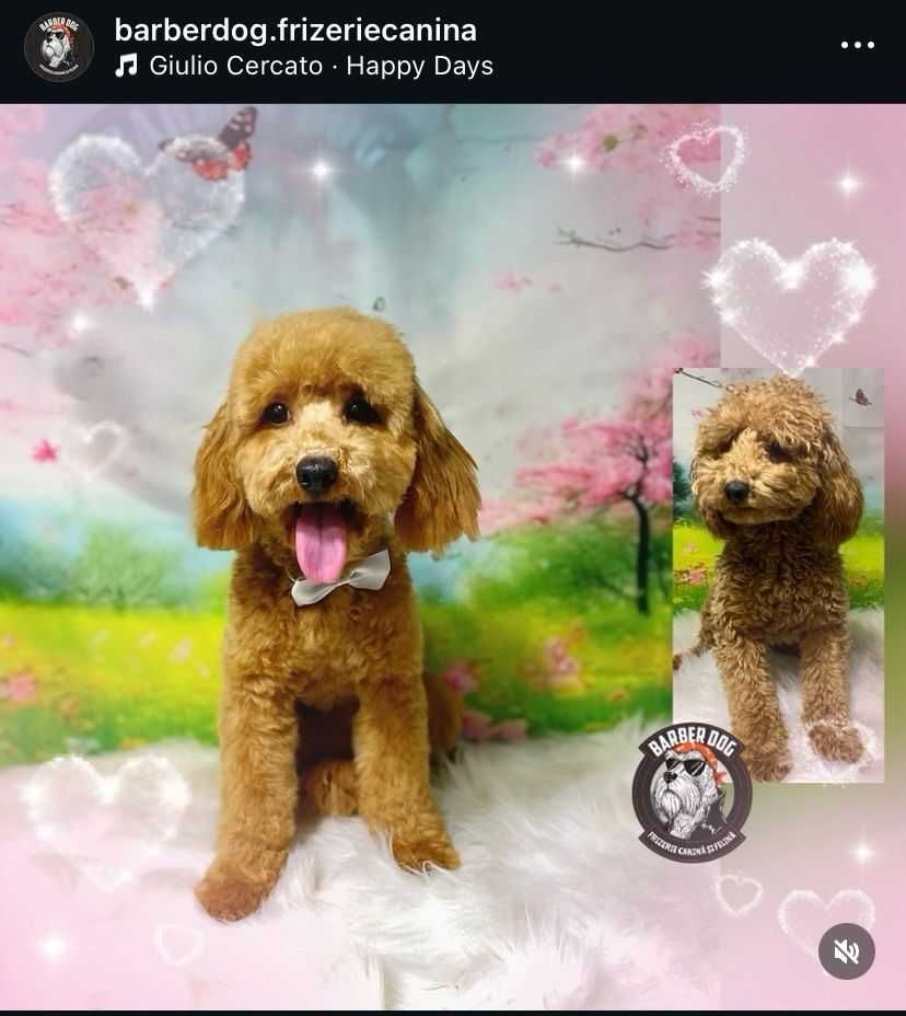 Frizerie canina la domiciliu in fata casei/bloc Bucuresti/Ilfov
