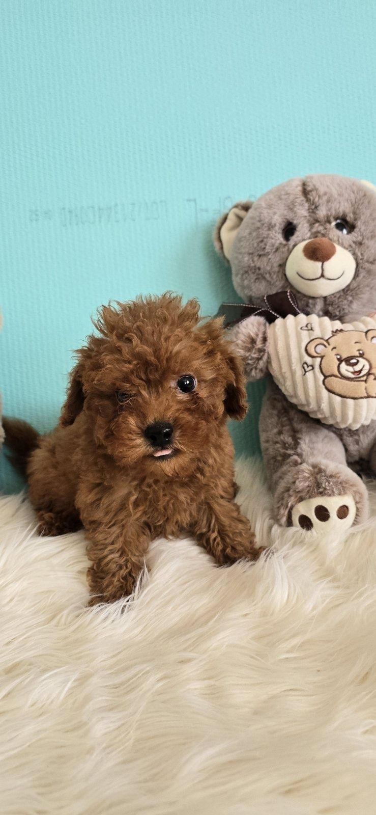 Пудел той/poodle toy/