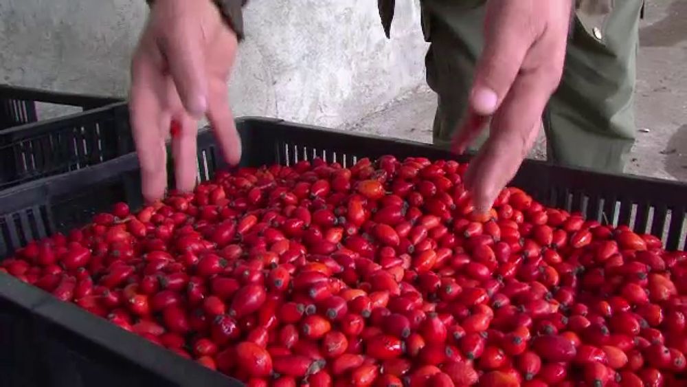 Macese culese manual cantitate mare asigur transport