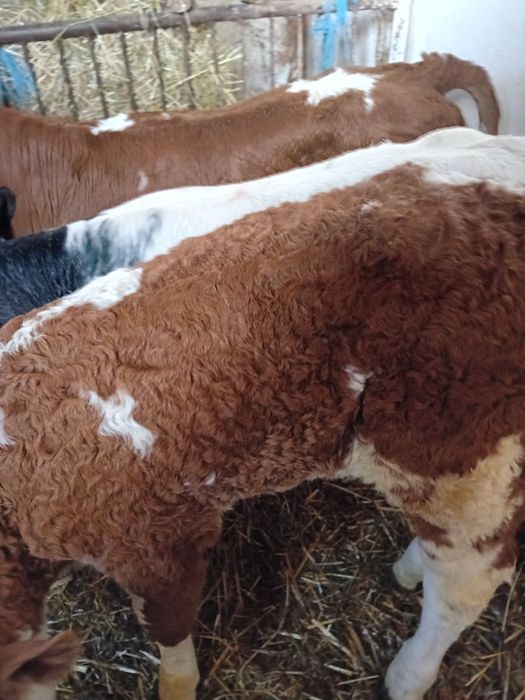 Tauras belgian și vitele baltate