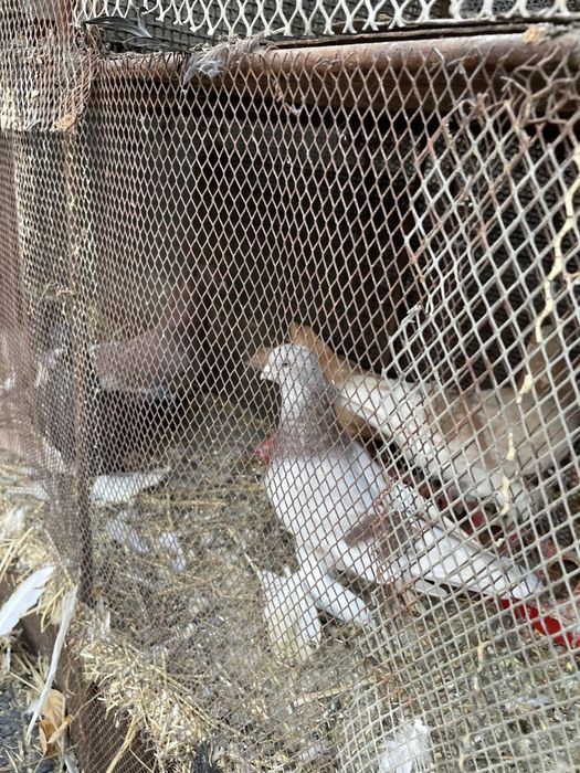 Голуби голубкааа