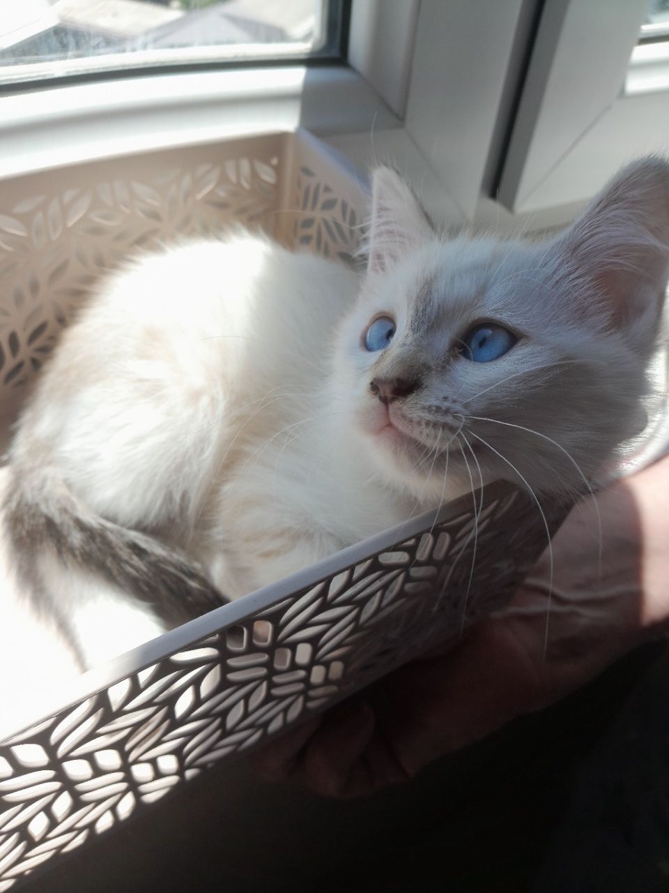 Котенок-девочка, 1,5 месяца, отец - породы "Невская маскарадная"