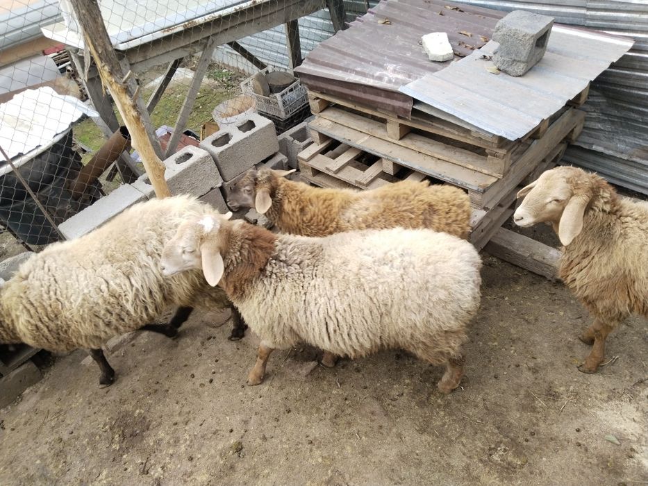 Продам домашних жирных кочкаров молодняк стоят на откорме стоят на