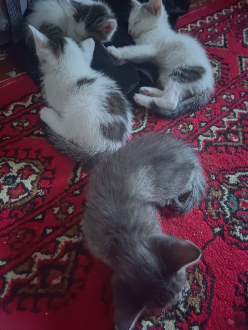 Hadyaga mushukchalar