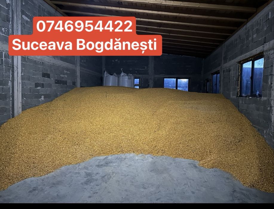 Vand porumb ( graunte ) boabe 2025