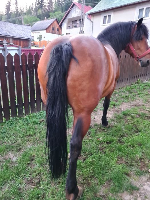 Iapa și mânz de vanzare