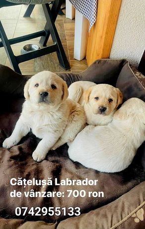 Pui Labrador Golden 2 fetite disponibile