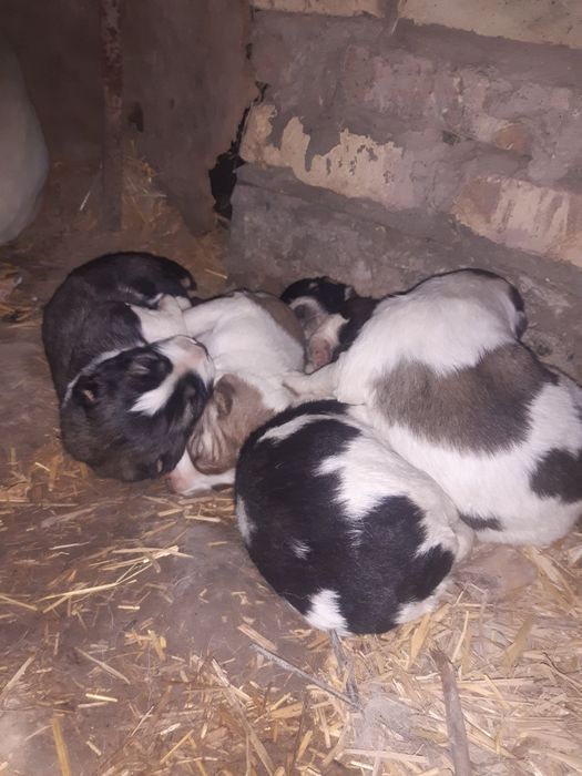 Кучуклар сотилади.