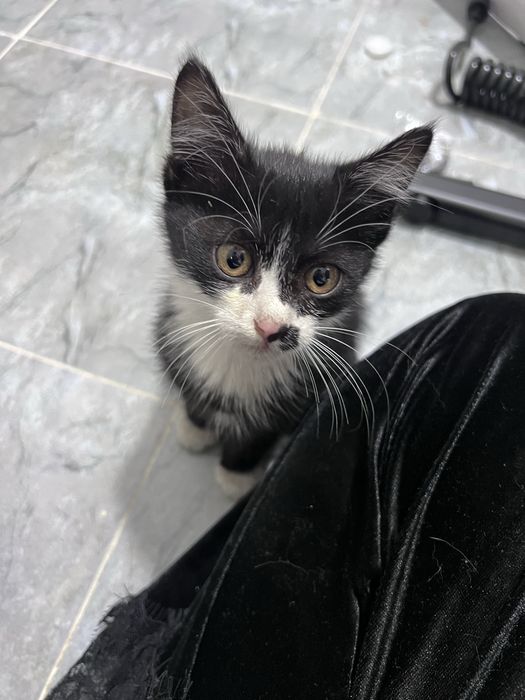 Котенок мальчик, в хорошие руки.  Даром