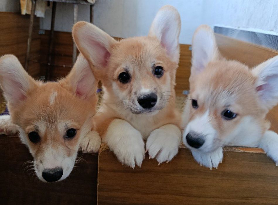 Щенки Вельш Корги Пемброк