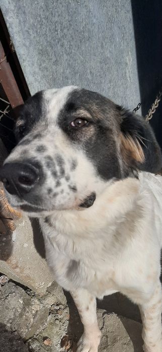 Куче алабай женско