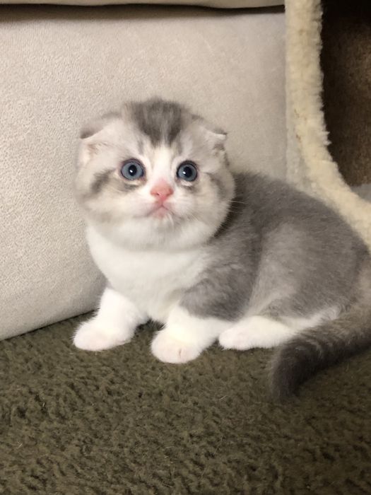 Шотландские котята!