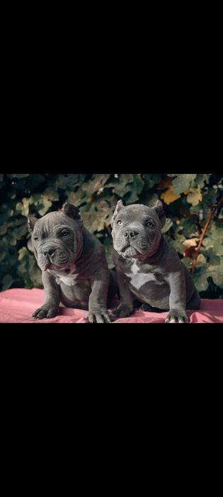 Американские булли