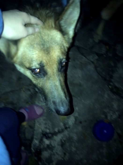 Намерена изгубена немска овчарка без нашийник