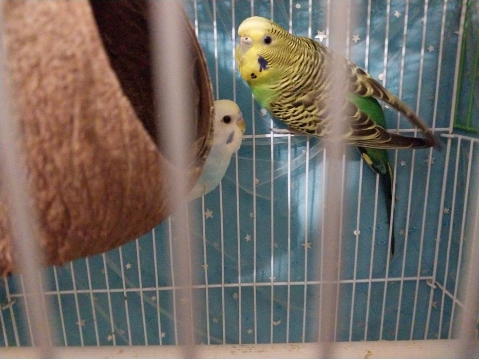 Продам попугаев Девочка и Мальчик
