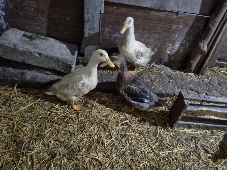 Юрдечки 3 броя млади