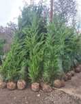 Leylandii