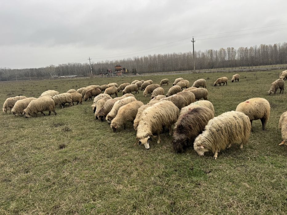 Vand oi turcana si tigaie