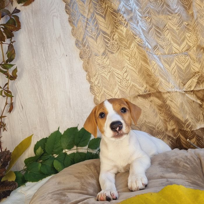 Джек рассел девочка