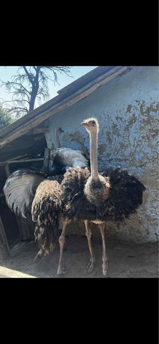 struti africani pereche