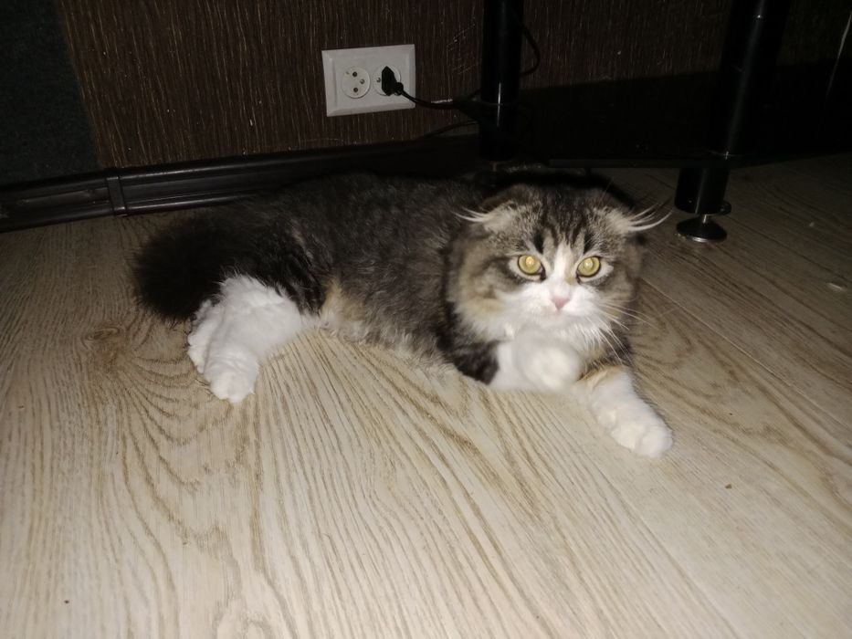 Подросток девочка Скоттиш Фолд