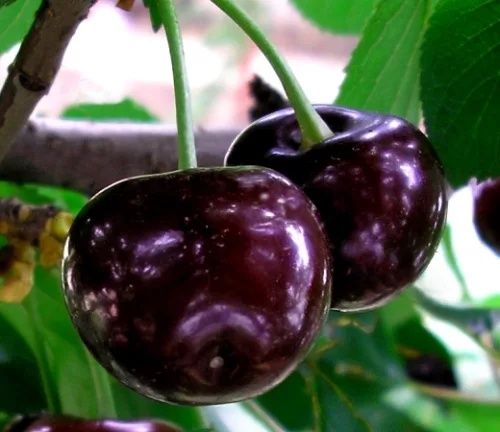 Pomi fructiferi deosebiti  Cires de August soiul  George