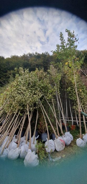 Mesteacăn Tei platani