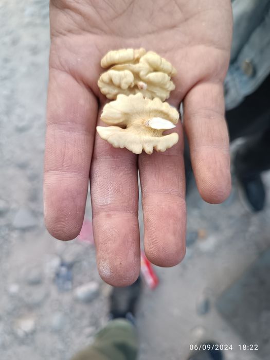 Yongoq kuchati Xitoy "X-185". Oq magʻiz yupqa puchoq.