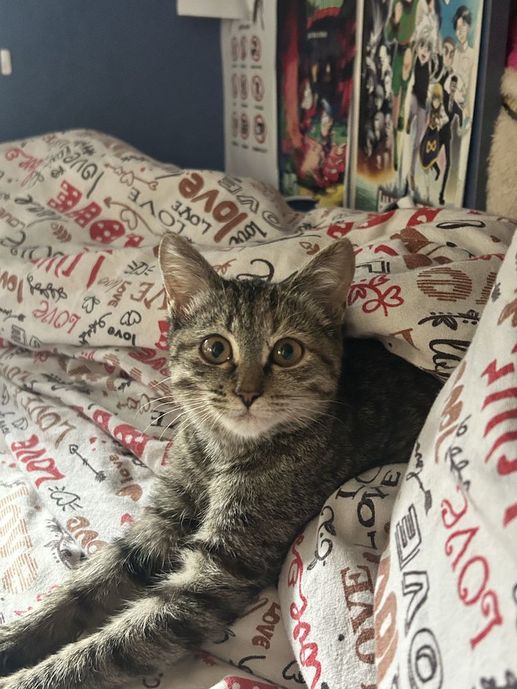 котенок девочка в добрые руки