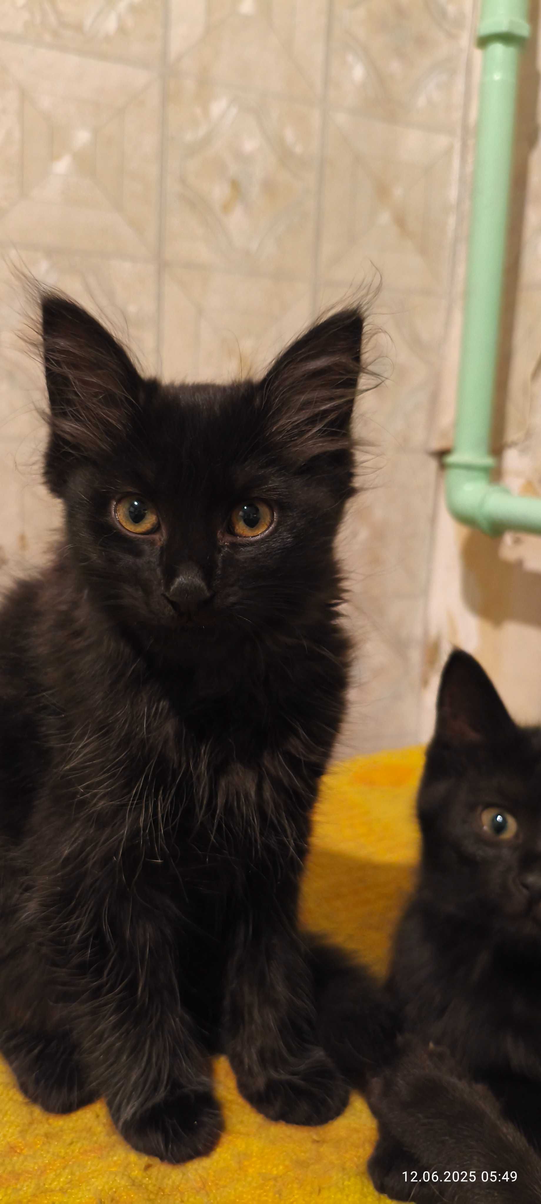 Отдаются котята.