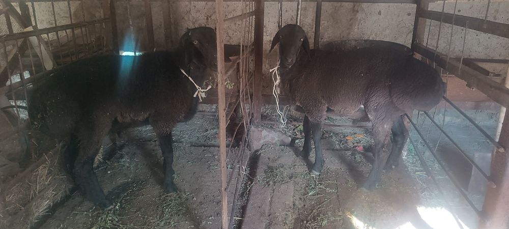 Срочно бахорги кучкор барра сотилади