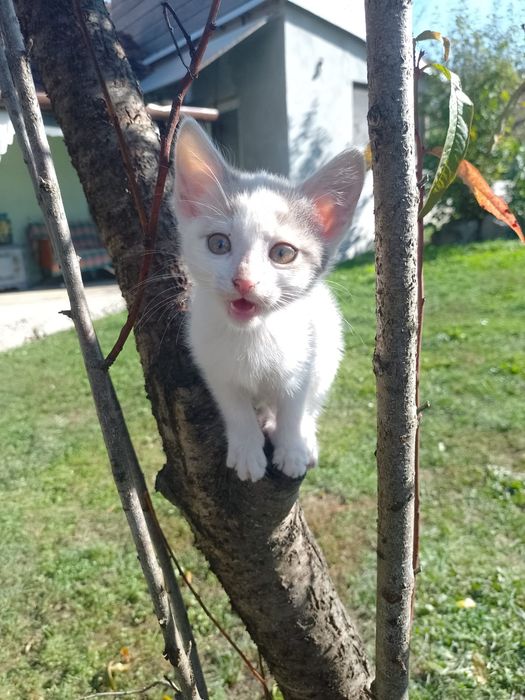 Cinci pisicuțe pisici