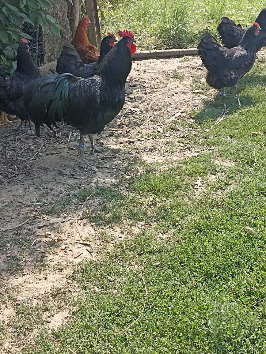 Vand gaini australorp negru
