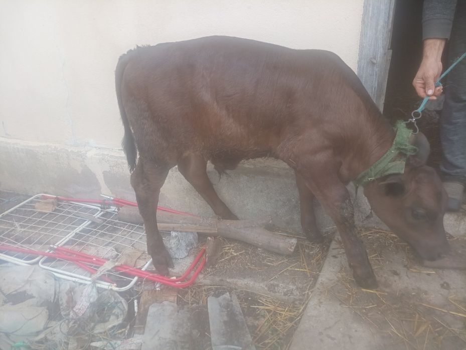 Vând vaca și vitel