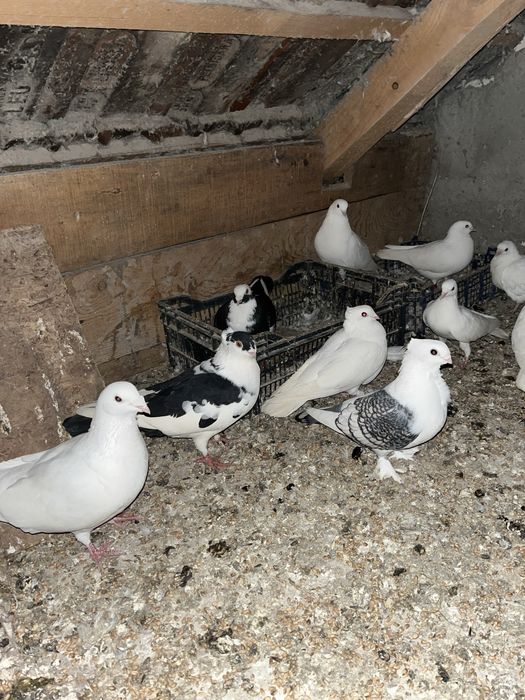 Porumbei diferite rase