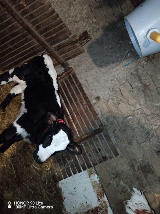 Vând  jurincă cu  vitel