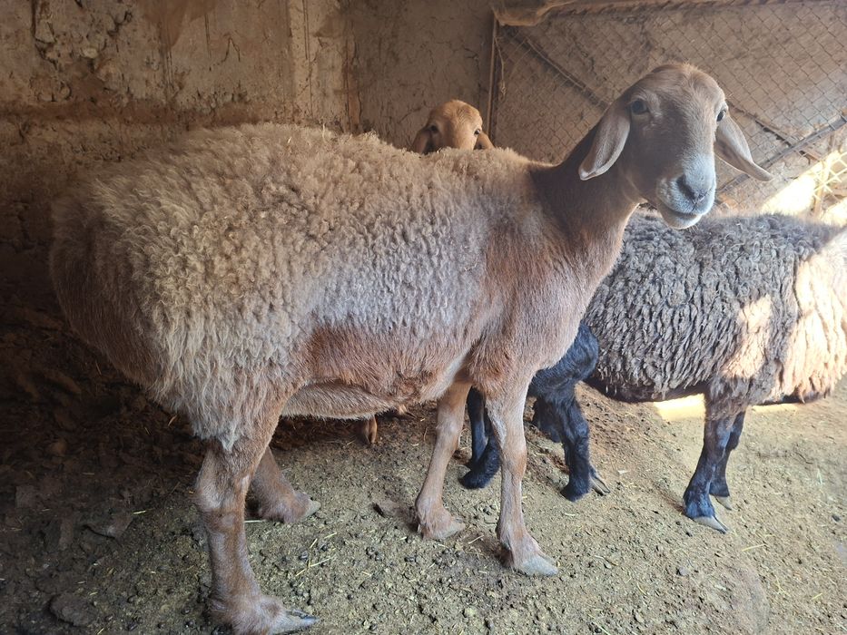 Quy sotıladı  arashan gibrid