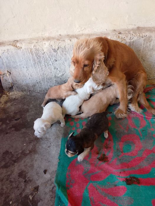 Продам щенят порода Кокель Спаниель