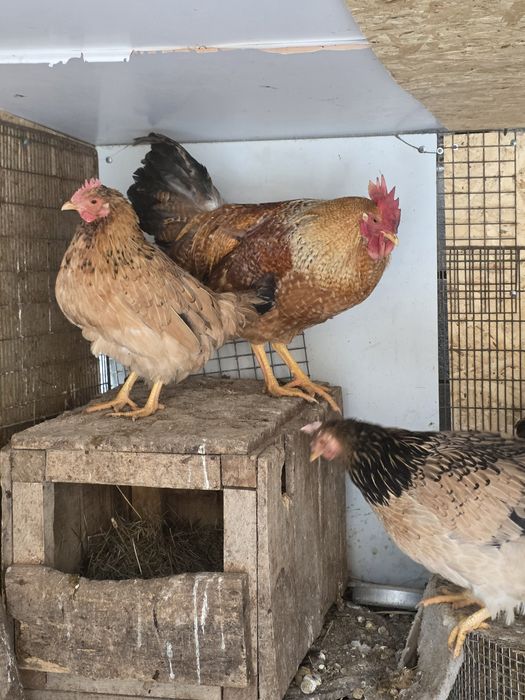 Петухи  молодые продам