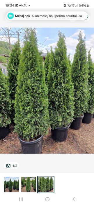 Tuia la ghiveci ( smarald, occidentalis columnaris etc )