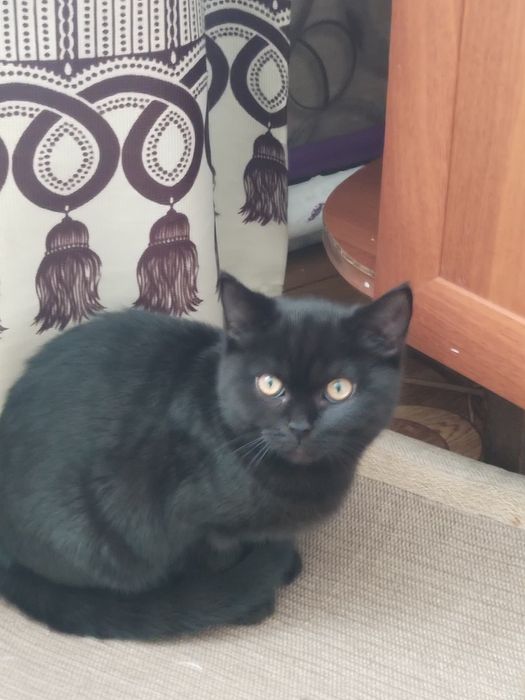 Продам чистокровного Британца.