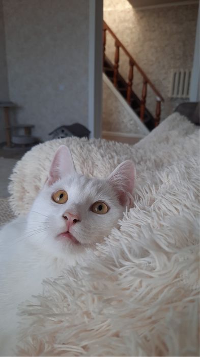 Отдам котика в добрые руки