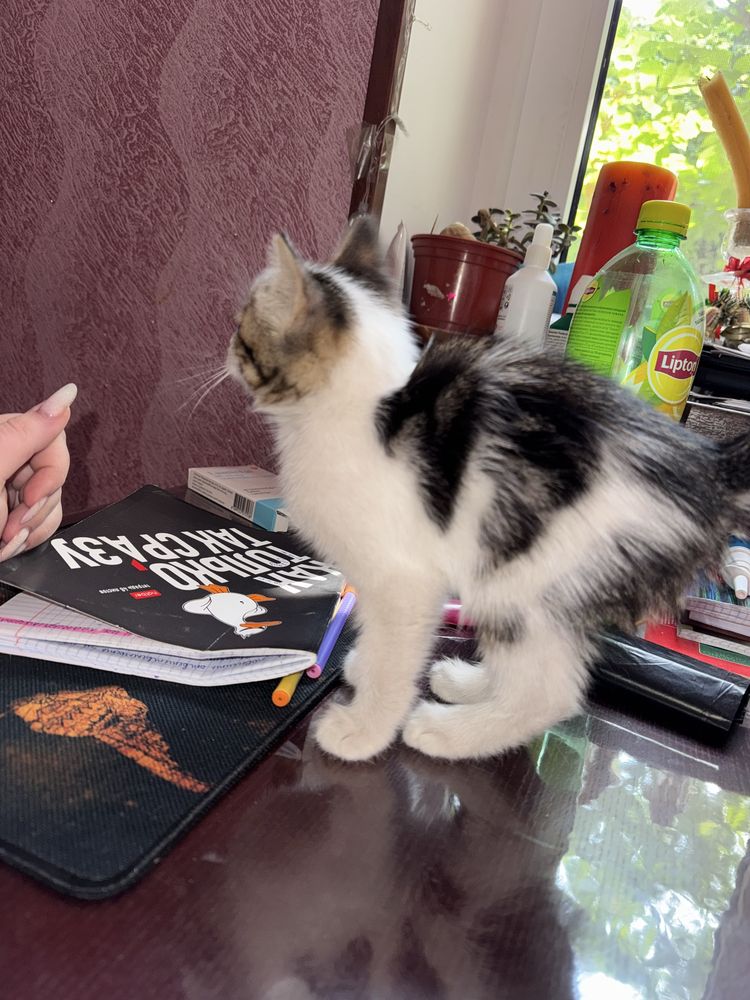 Котёнок девочка 1,5 месяца